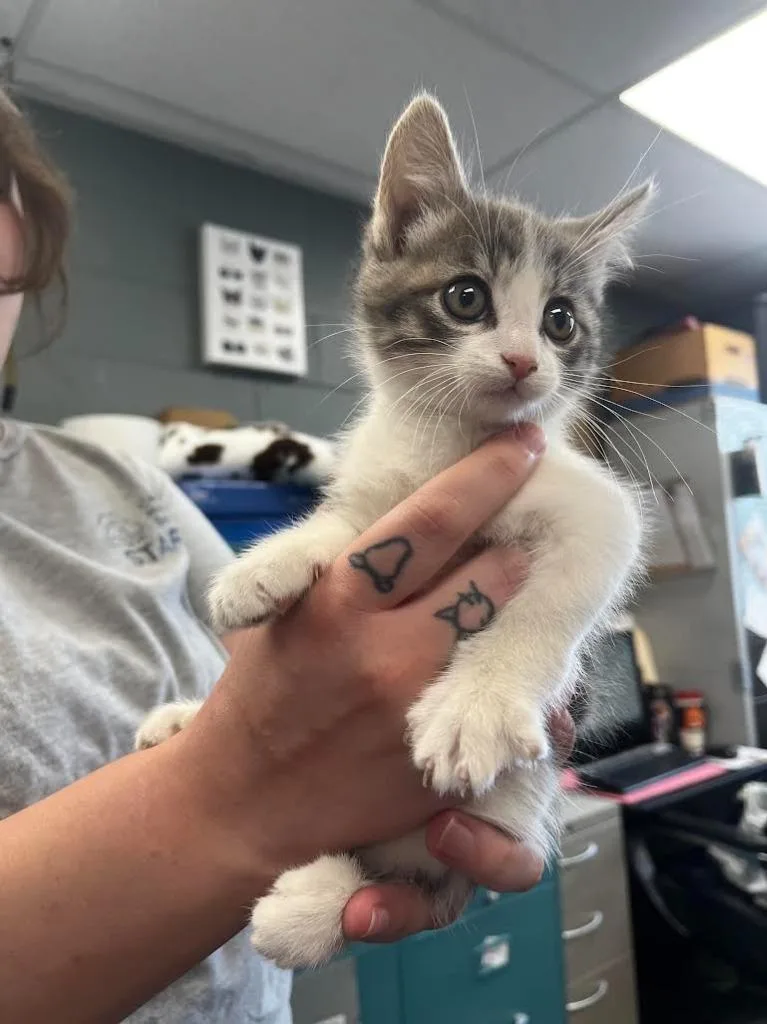 A baby medium-sized male Domestic Short Hair cat named Gustav for adoption in Logan, UT
