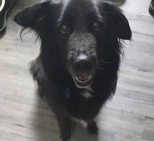 Penelope