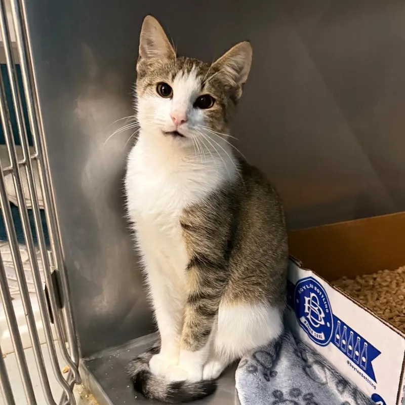 An adult medium-sized male Brown / Chocolate Domestic Short Hair cat named Peter for adoption in Troy, VA