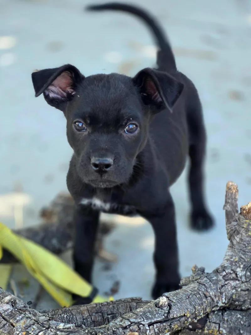 A baby medium-sized male Australian Cattle Dog / Blue Heeler dog named Patches for adoption in Penryn, CA
