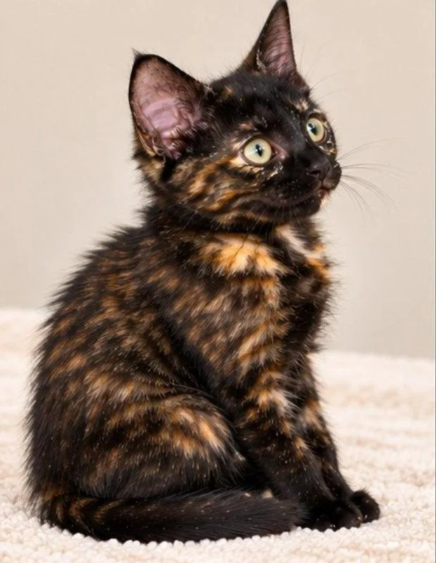A young medium-sized female Tortoiseshell cat named Iskra for adoption in Knoxville, TN
