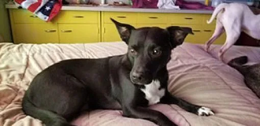 Squirrel thumbnail 2