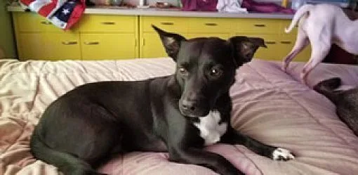 Squirrel thumbnail 3