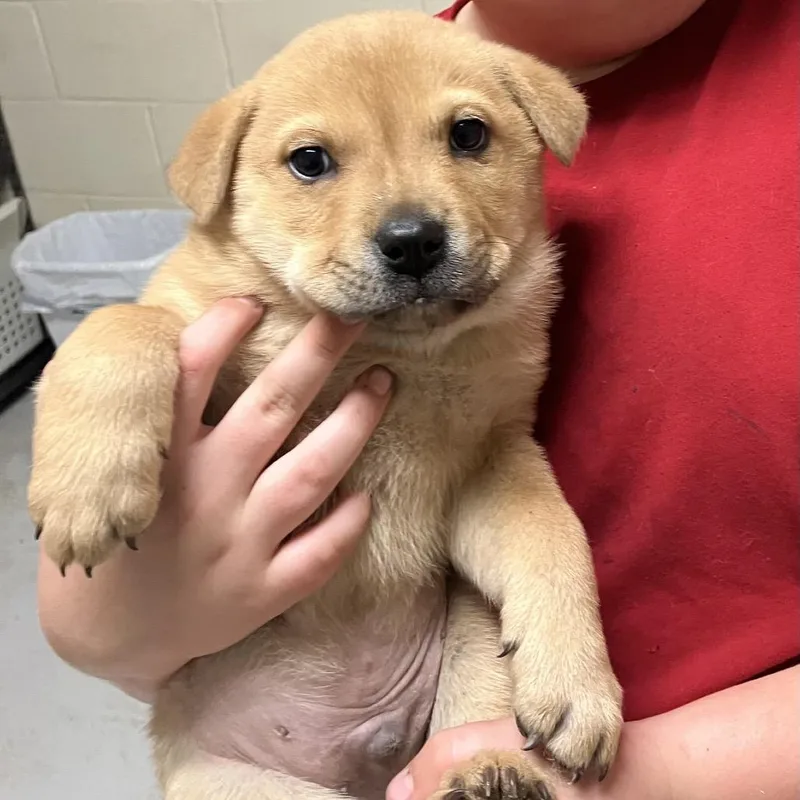 Boulder  Chow Pup thumbnail 2