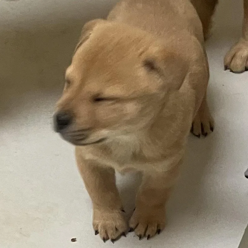 Boulder  Chow Pup thumbnail 3