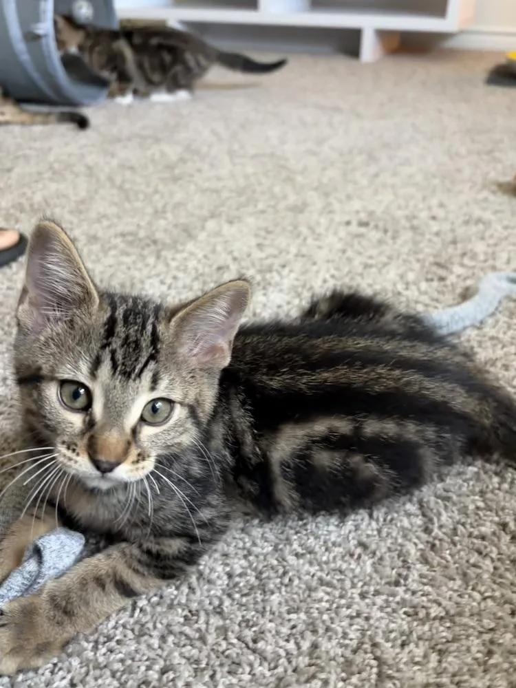 A baby small-sized female Tabby cat named Azula for adoption in Dallas, TX