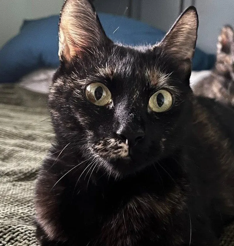 An adult medium-sized female Domestic Short Hair cat named Lillyanne for adoption in Wilmington, NC