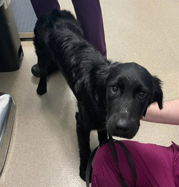 A baby medium-sized male Labrador Retriever dog named Ranger for adoption in Holbrook, NY