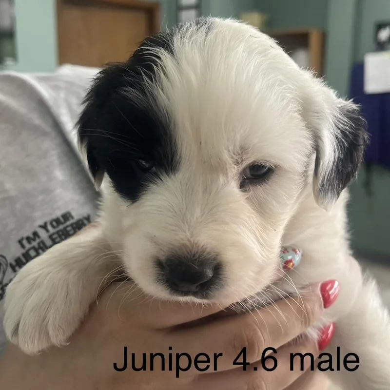 A baby small-sized male White / Cream Border Collie dog named Juniper for adoption in Pineville, MO
