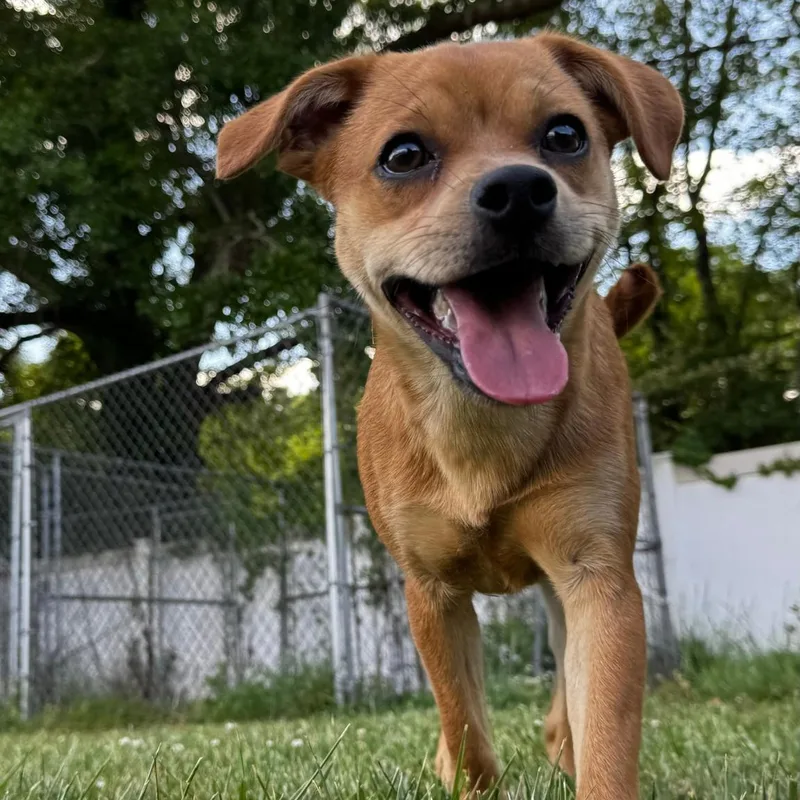 A young small-sized male Yellow / Tan / Blond / Fawn Chihuahua dog named Bear for adoption in Lancaster, SC