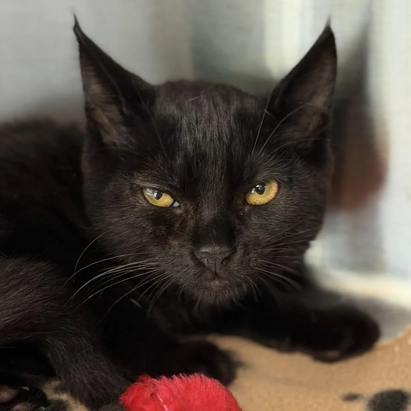 A baby small-sized female Domestic Short Hair cat named De Bruyne for adoption in Los Angeles, CA