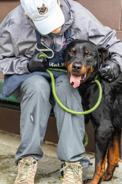 An adult extra large-sized male Mixed Breed dog named Kavi for adoption in Chamblee, GA