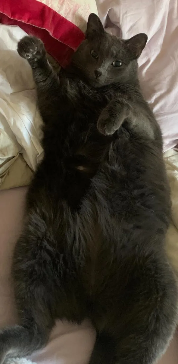 An adult large-sized male Gray / Blue / Silver Russian Blue cat named Milton for adoption in Sherman Oaks, CA