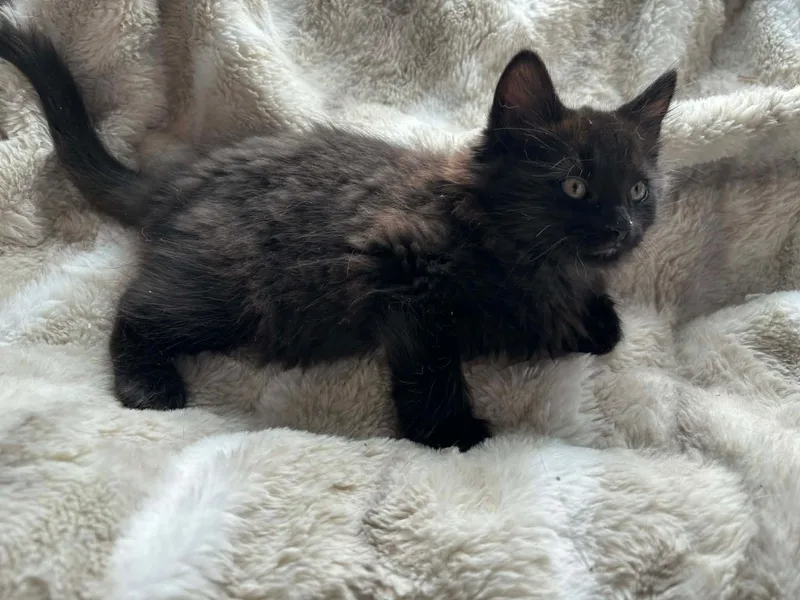 A baby small-sized male Domestic Long Hair cat named Noir for adoption in Canton, CT