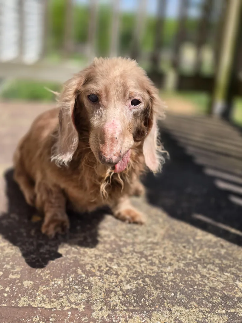 A senior small-sized male Dachshund dog named Handsome for adoption in New York, NY