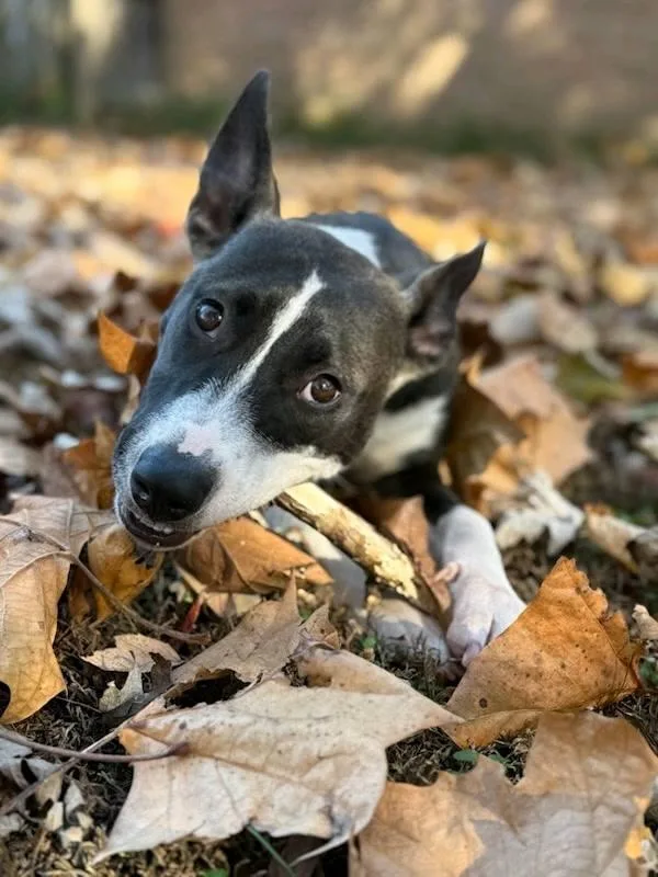 Daisy Maisy thumbnail 3