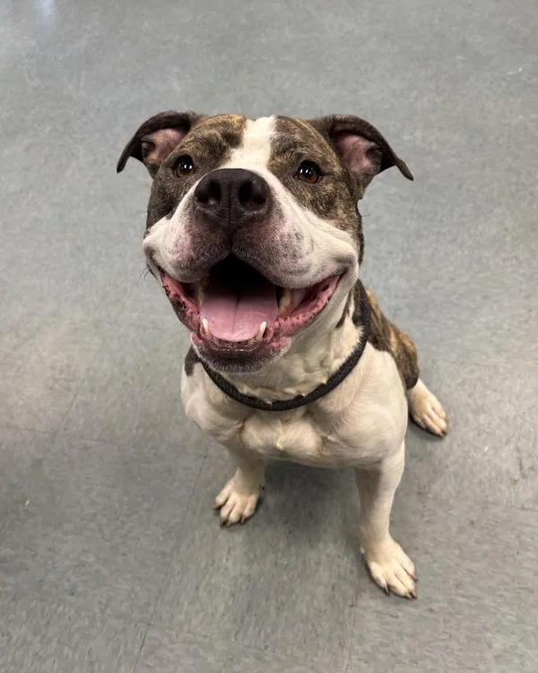 An adult large-sized male Pit Bull Terrier dog named East for adoption in Richmond, VA