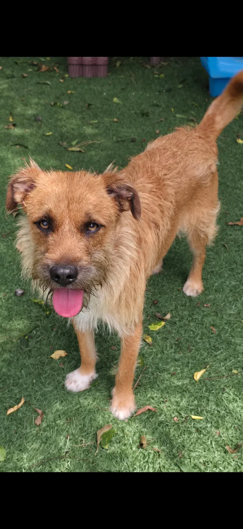 An adult medium-sized male Terrier dog named Dexter for adoption in Texarkana, TX