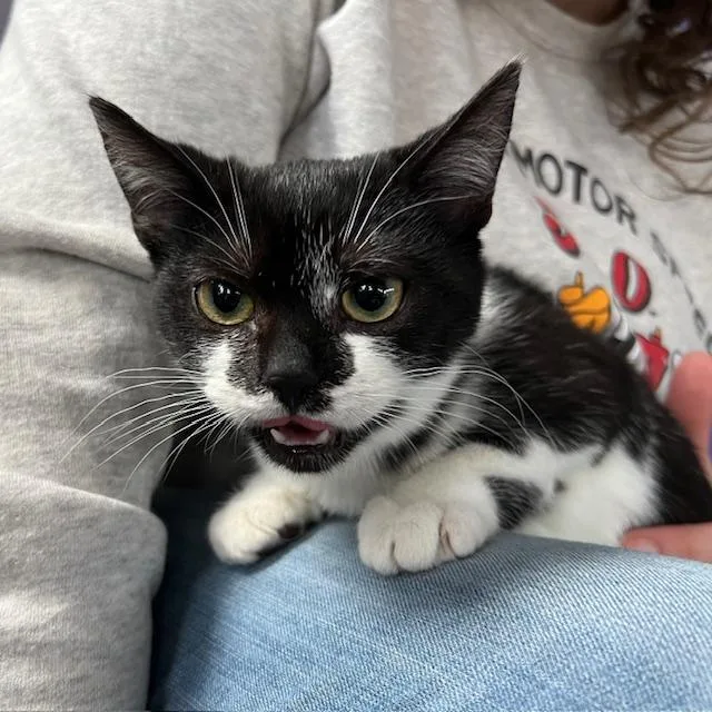 Frankie Wynnewood thumbnail 3