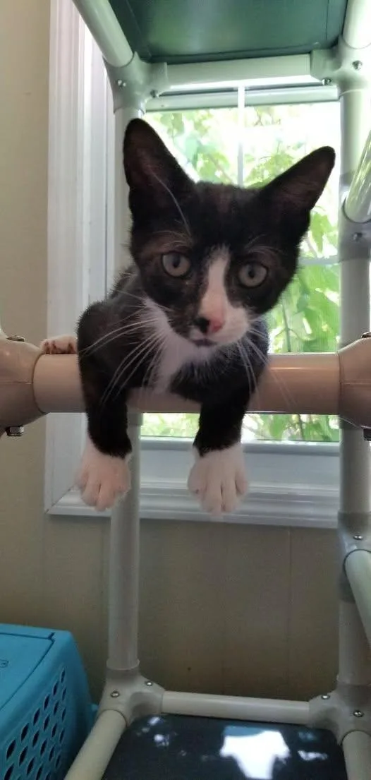 Jet