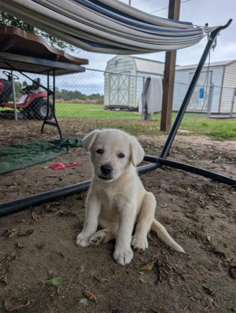 A baby large-sized female White / Cream German Shepherd Dog dog named Mira for adoption in Rome, GA