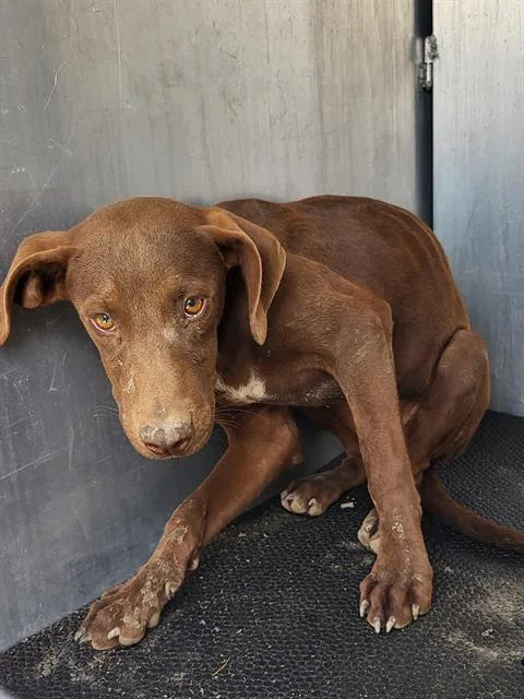 A baby medium-sized female Labrador Retriever dog named Sunkiss for adoption in San Antonio, TX