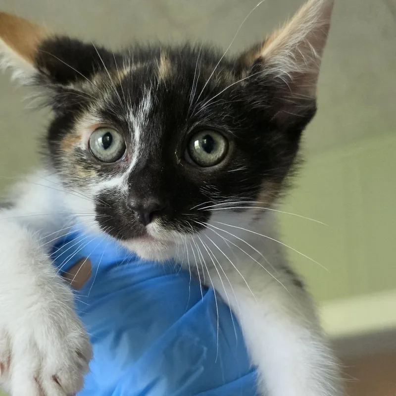 A baby small-sized female Calico Domestic Short Hair cat named Mallory for adoption in Troy, IL