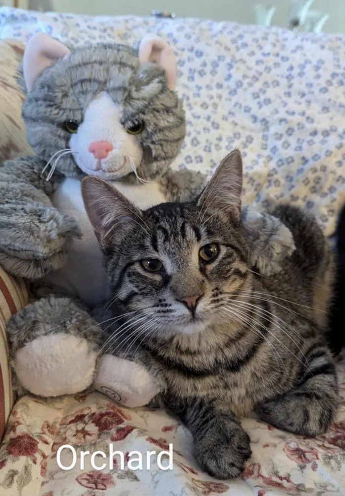 An adult large-sized male Domestic Short Hair cat named Orchard Dg for adoption in O'Fallon, MO