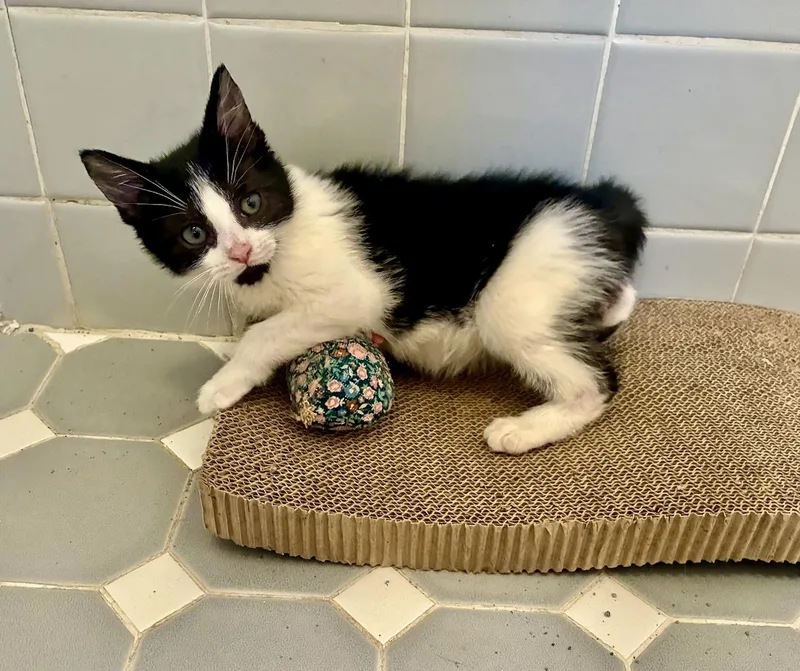 A baby small-sized male Black & White / Tuxedo Domestic Short Hair cat named Oskar for adoption in River Edge, NJ