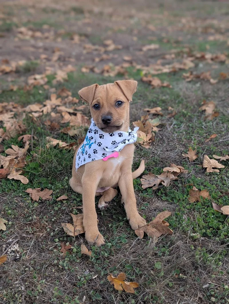 A baby medium-sized male Chihuahua dog named Fidget for adoption in Amity, OR