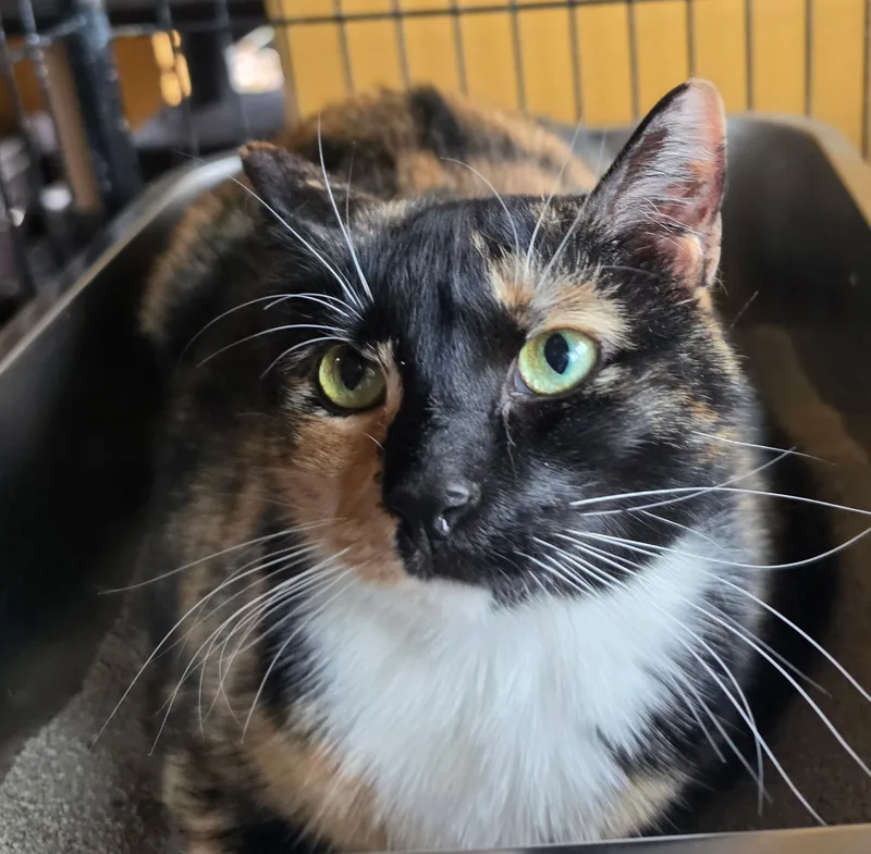 An adult large-sized female Calico Domestic Short Hair cat named Knaughtee for adoption in Greenwood, IN