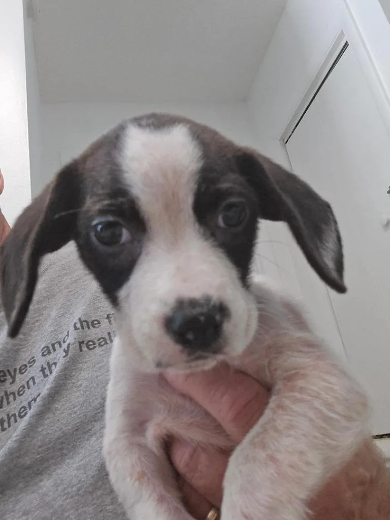 Lilly thumbnail 2
