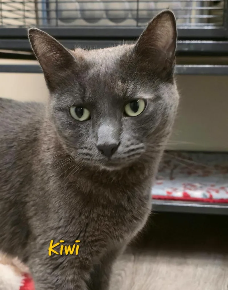A young medium-sized female Domestic Short Hair cat named Kiwi for adoption in Cedar Rapids, IA