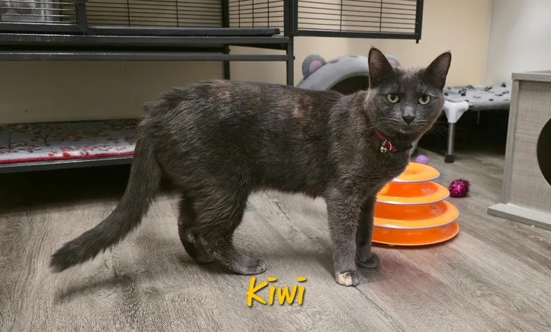Kiwi thumbnail 2
