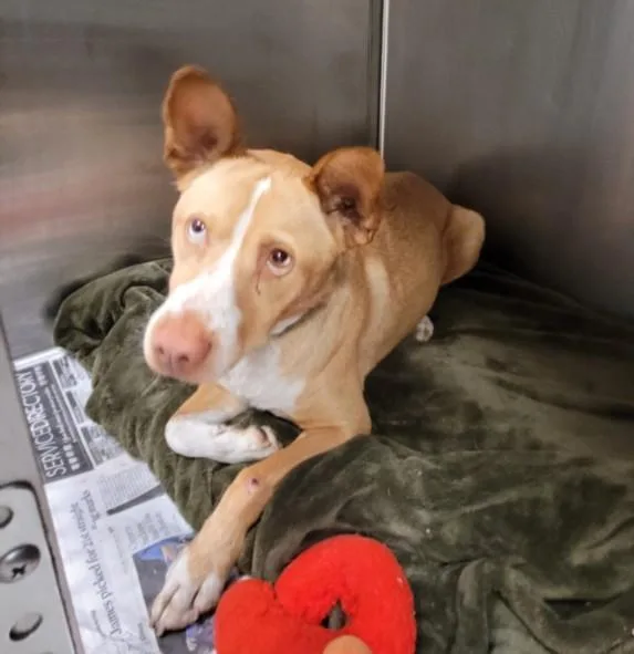 A young large-sized male Australian Shepherd dog named Jameson for adoption in Los Angeles, CA