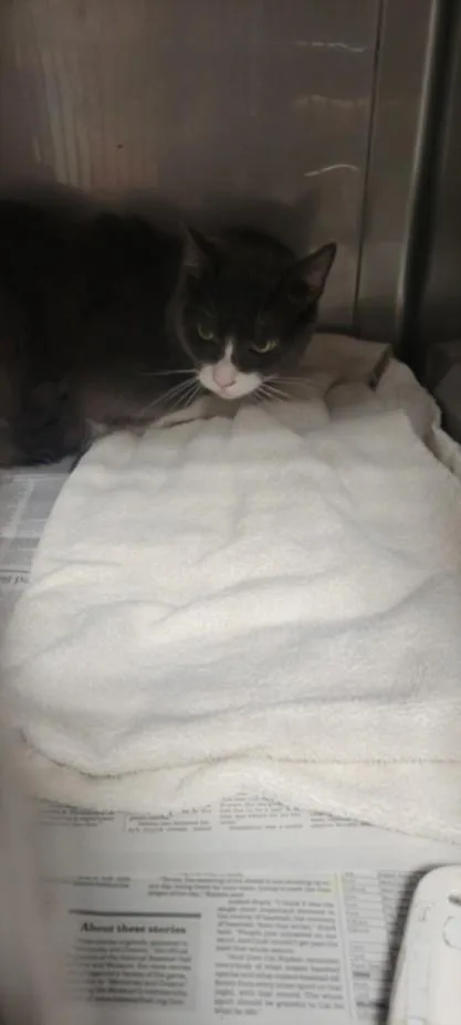 A young medium-sized male American Curl cat named Mochi for adoption in Chatsworth, CA