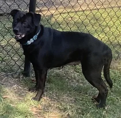 A senior large-sized female Terrier dog named Missy for adoption in Conway, SC