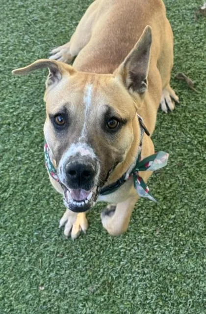 Cinnamon thumbnail 3