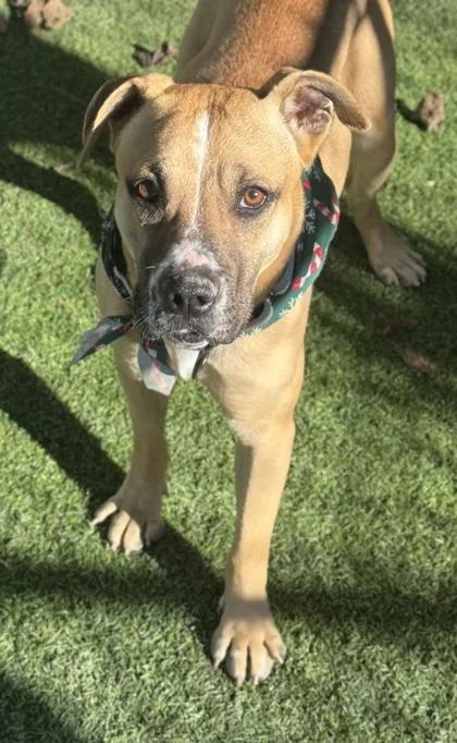 Cinnamon thumbnail 4