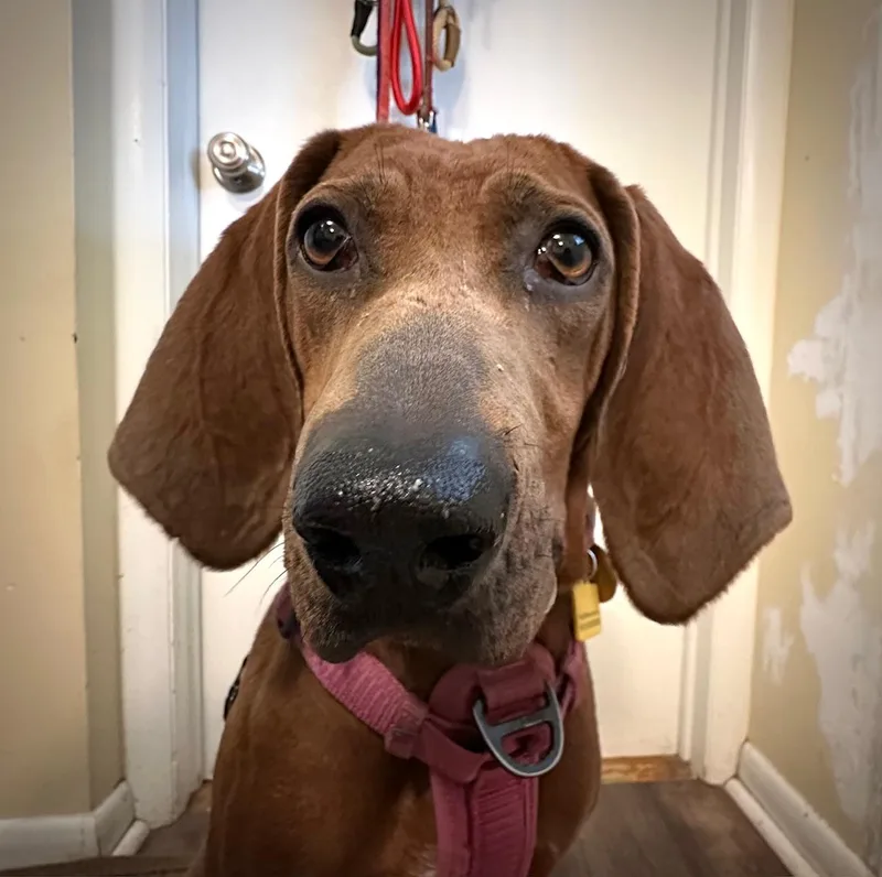 An adult medium-sized female Red / Chestnut / Orange Redbone Coonhound dog named Annie for adoption in Clinton, NJ