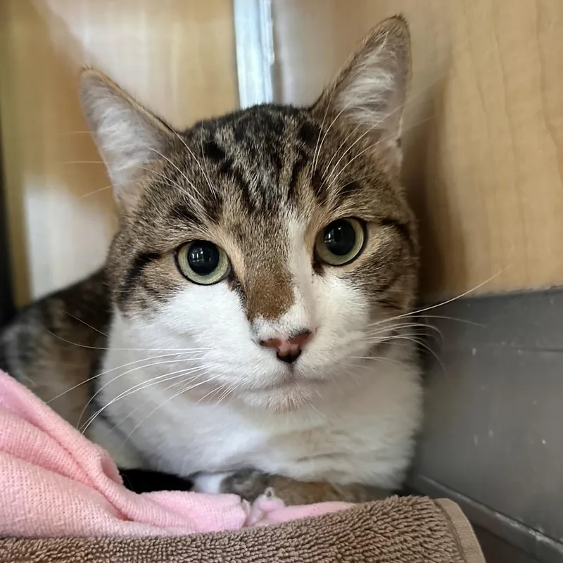 An adult large-sized male Brown / Chocolate Domestic Short Hair cat named Duty for adoption in Chesapeake, VA