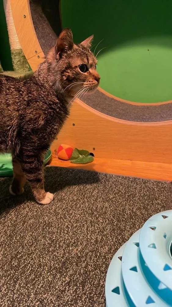 An adult medium-sized male Domestic Short Hair cat named Frog for adoption in Chicago, IL