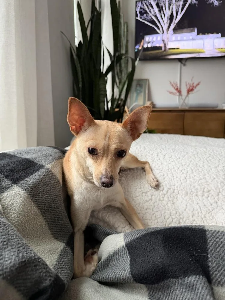 An adult small-sized female White / Cream Chihuahua dog named Rose for adoption in Manhattan, NY