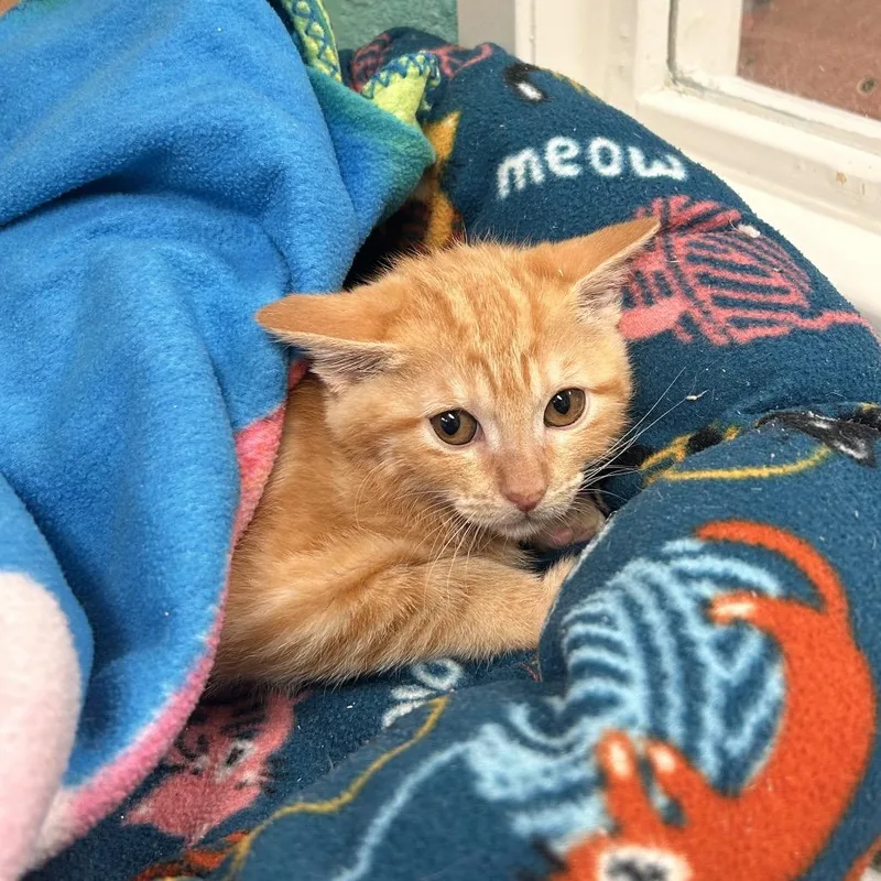 A baby small-sized female Orange / Red Domestic Short Hair cat named Jenny for adoption in Fresno, CA