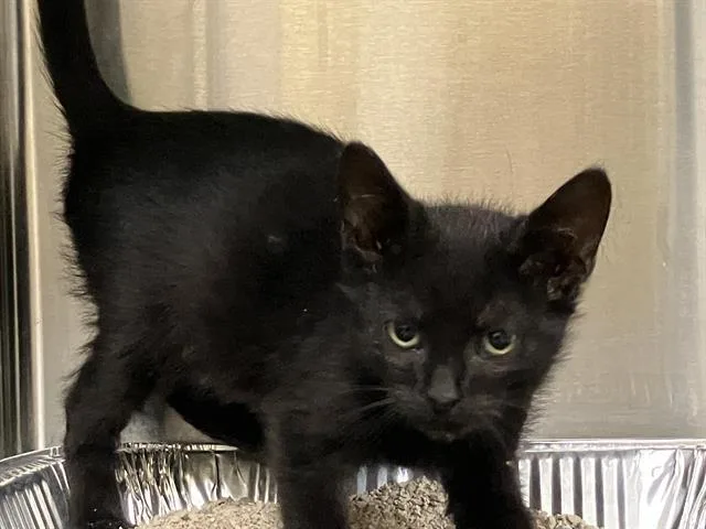 A baby small-sized male Domestic Short Hair cat named Quartz for adoption in Tustin, CA