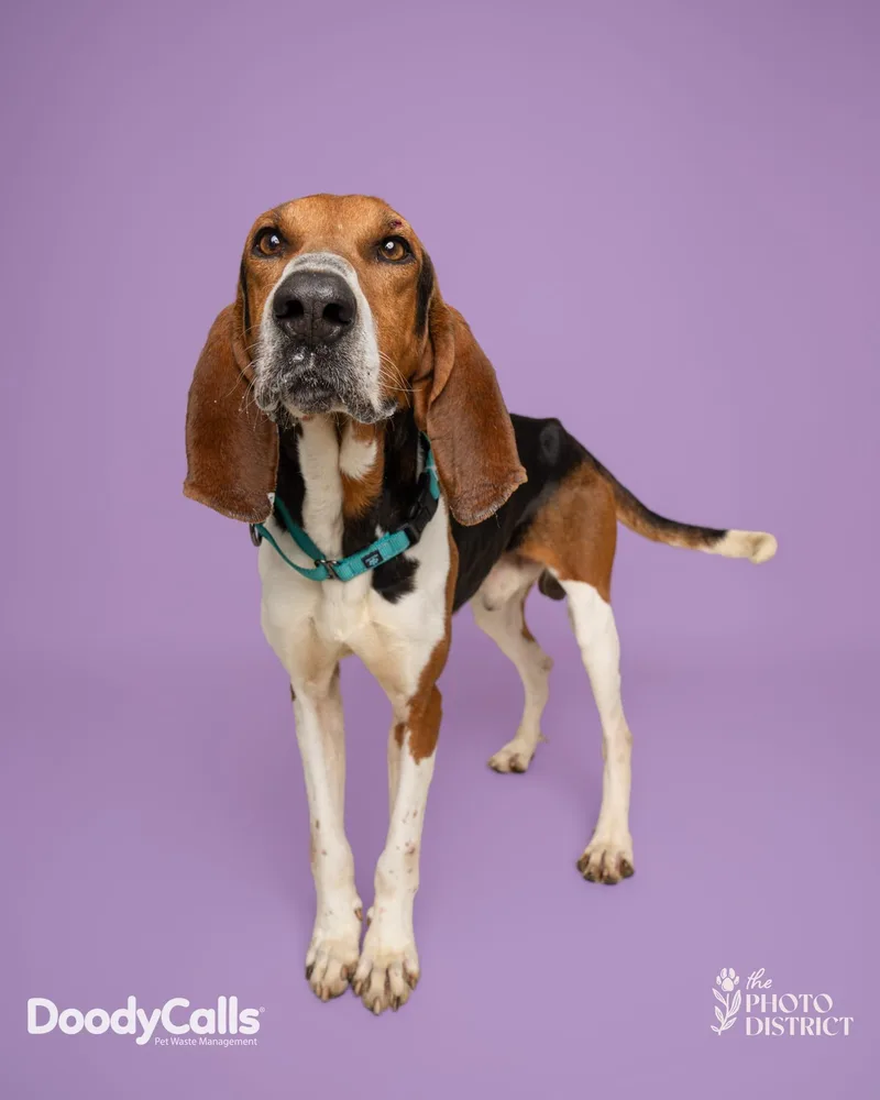 An adult medium-sized male Tricolor (Brown, Black, & White) Coonhound dog named Rufus for adoption in Manhasset, NY