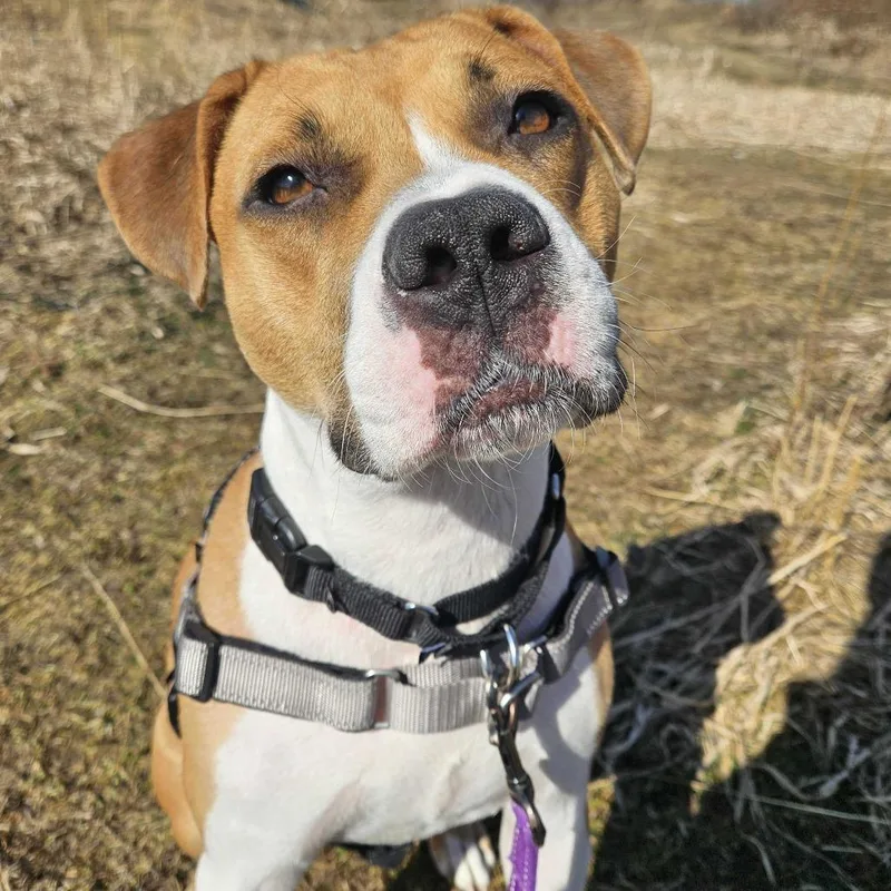 Penny Coming Soon thumbnail 6