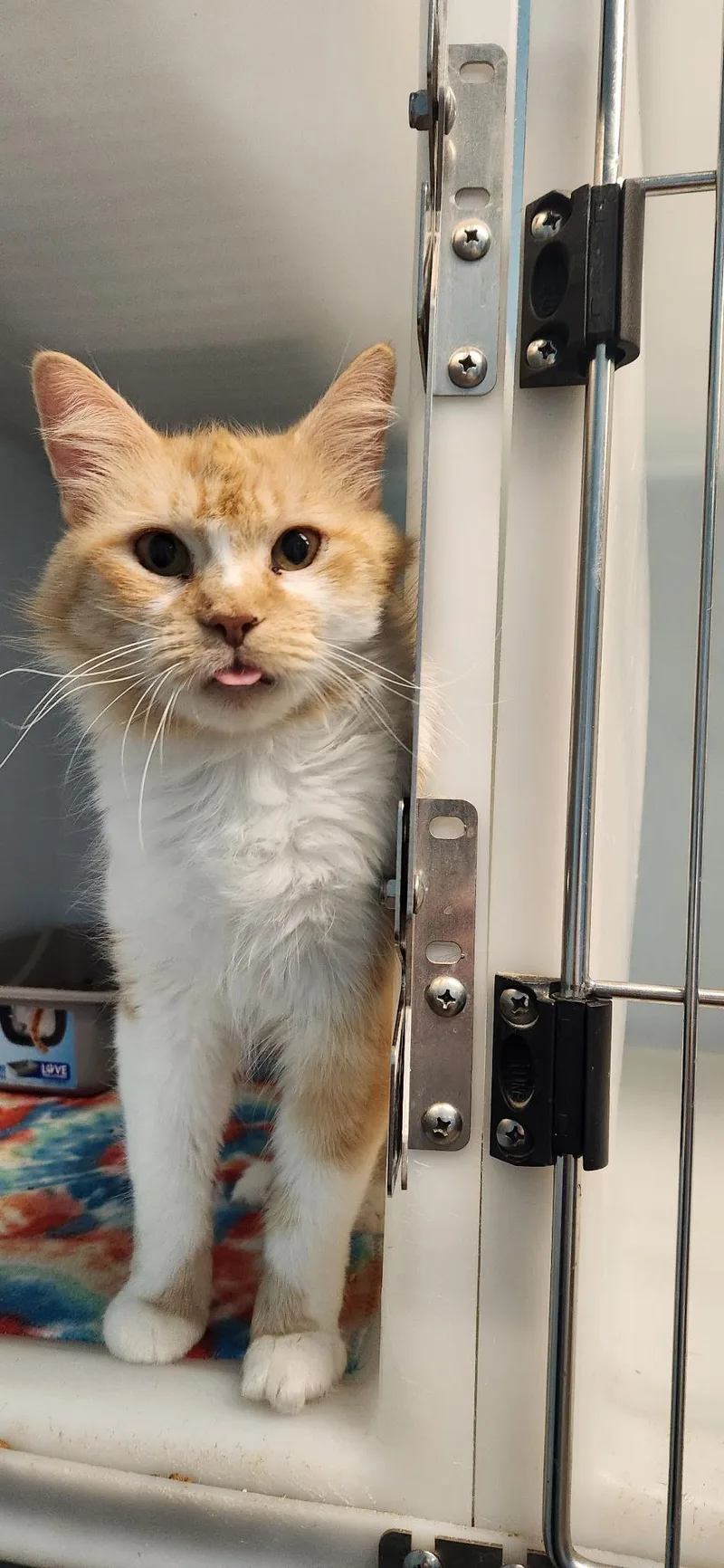 An adult medium-sized female Orange & White Domestic Long Hair cat named Clementine for adoption in Stanley, VA