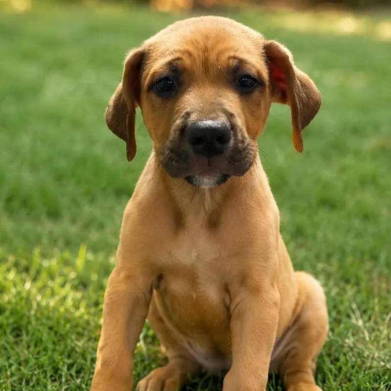 A baby medium-sized male Mixed Breed dog named Warner Huntington Iii for adoption in Cranston, RI