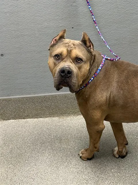 A young large-sized male Pit Bull Terrier dog named Tucker for adoption in Las Vegas, NV